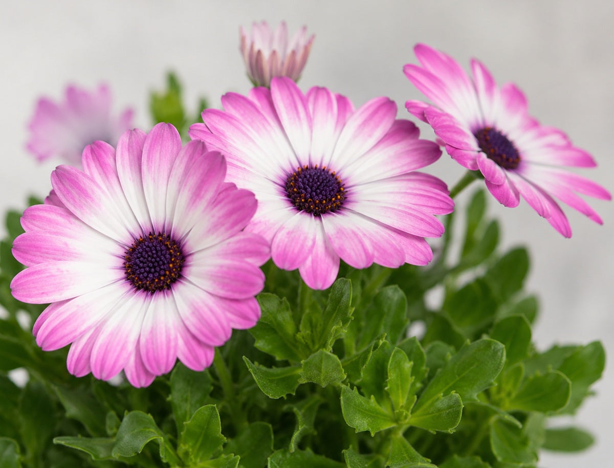 Osteospermum - POWER PACKED LIGHT PINK - African Daisy