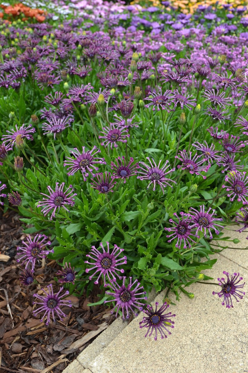 Osteospermum - POWER PACKED SPIDER PURPLE - African Daisy