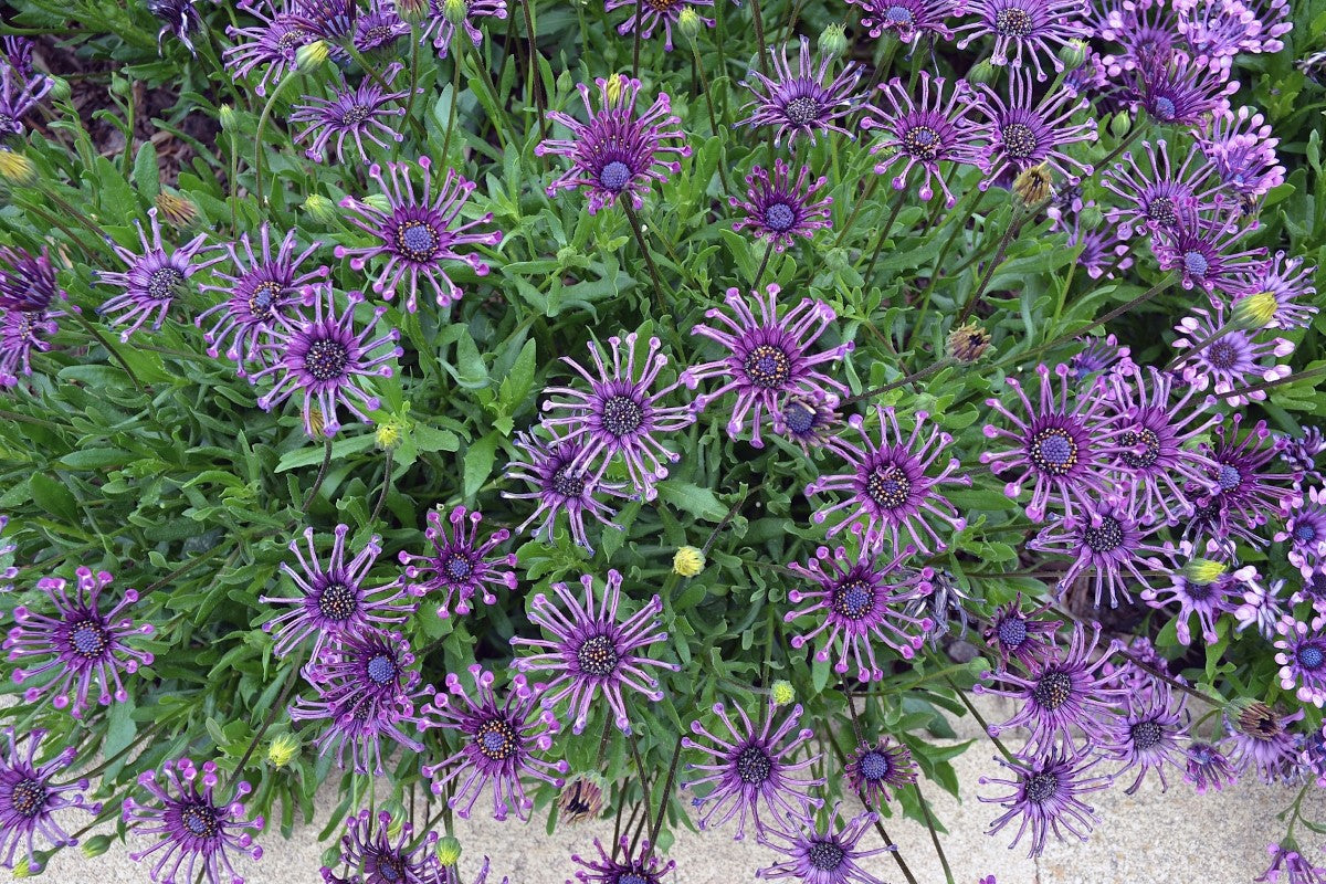 Osteospermum - POWER PACKED SPIDER PURPLE - African Daisy