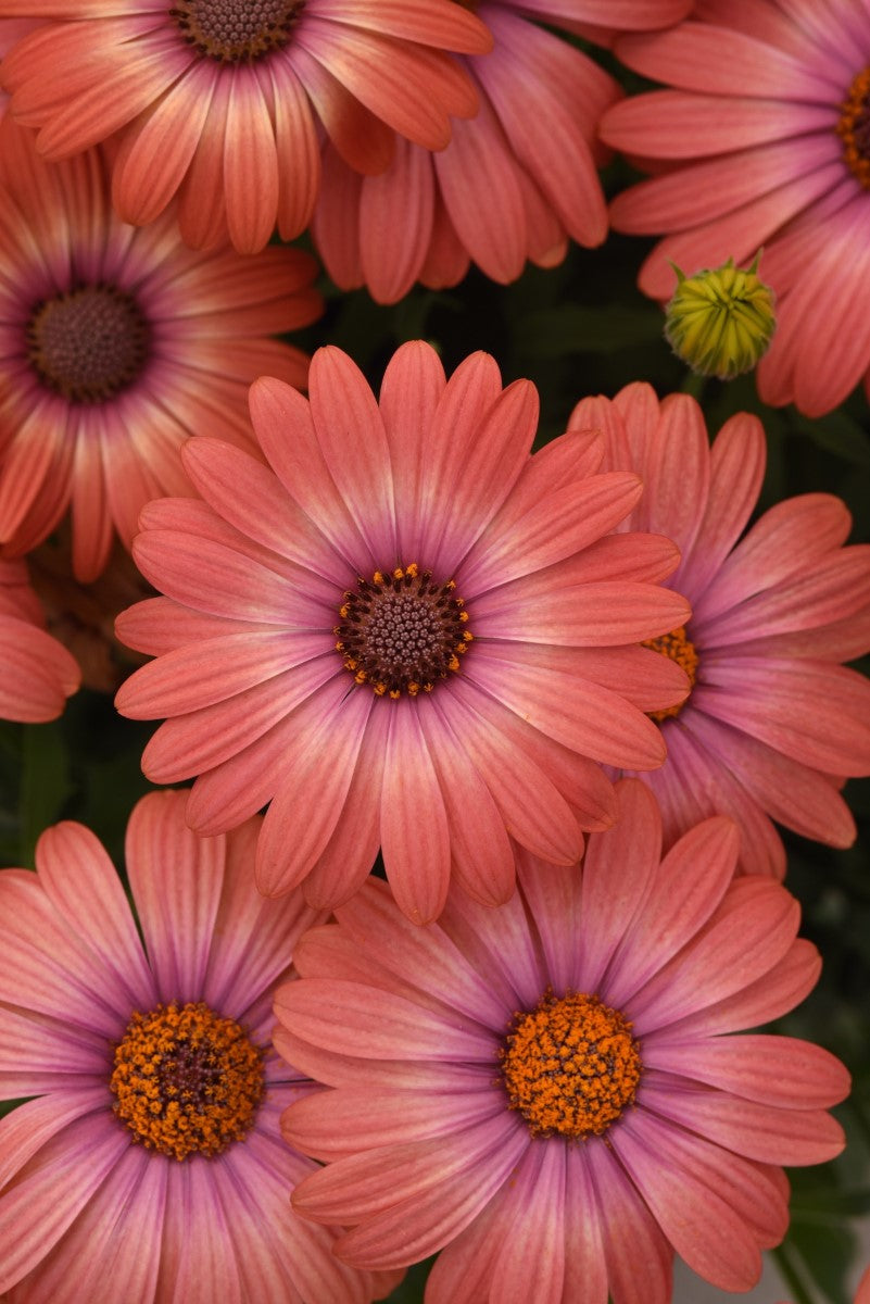 Osteospermum - Serenity™ CORAL MAGIC - African Daisy