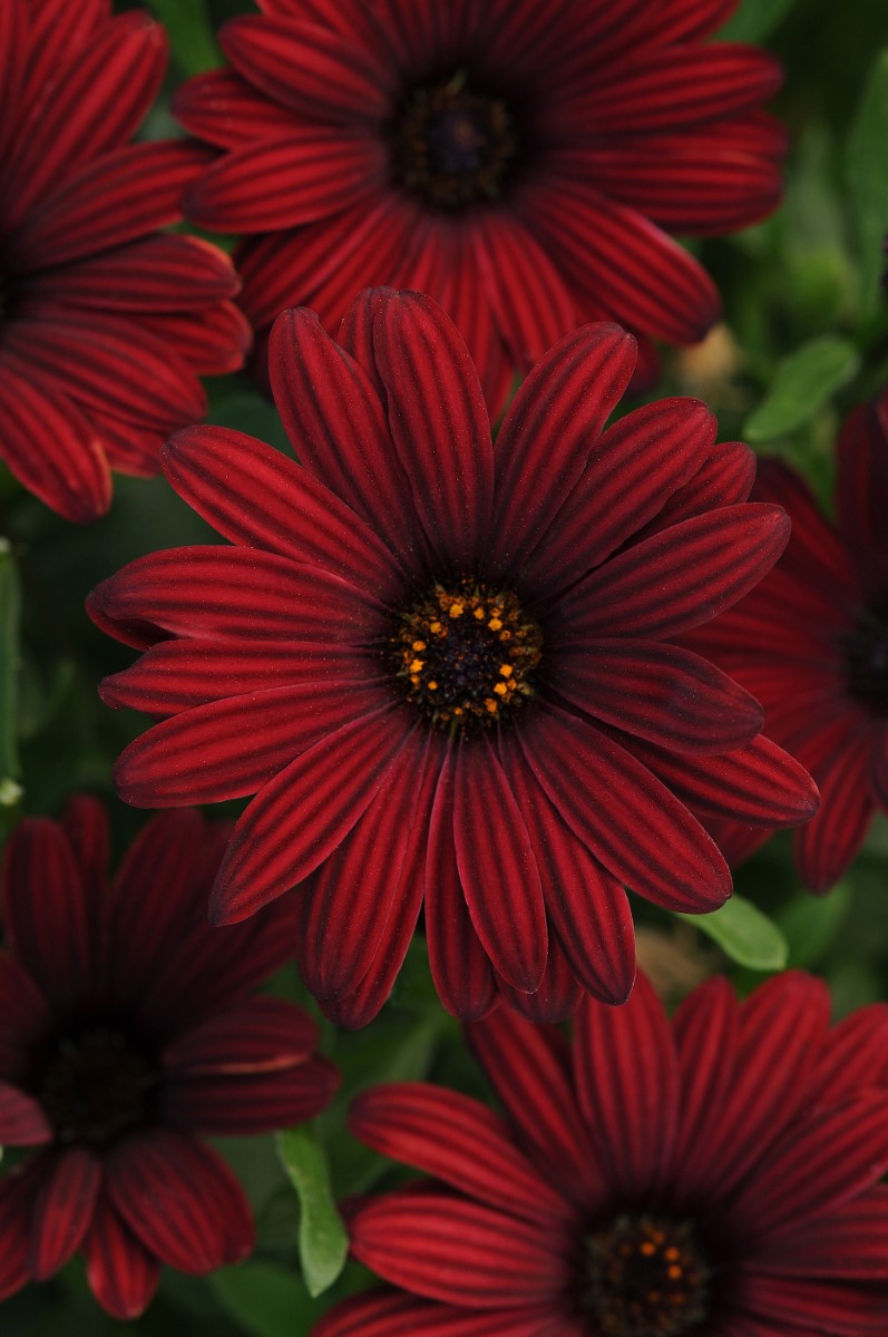 Osteospermum - Serenity™ RED - African Daisy