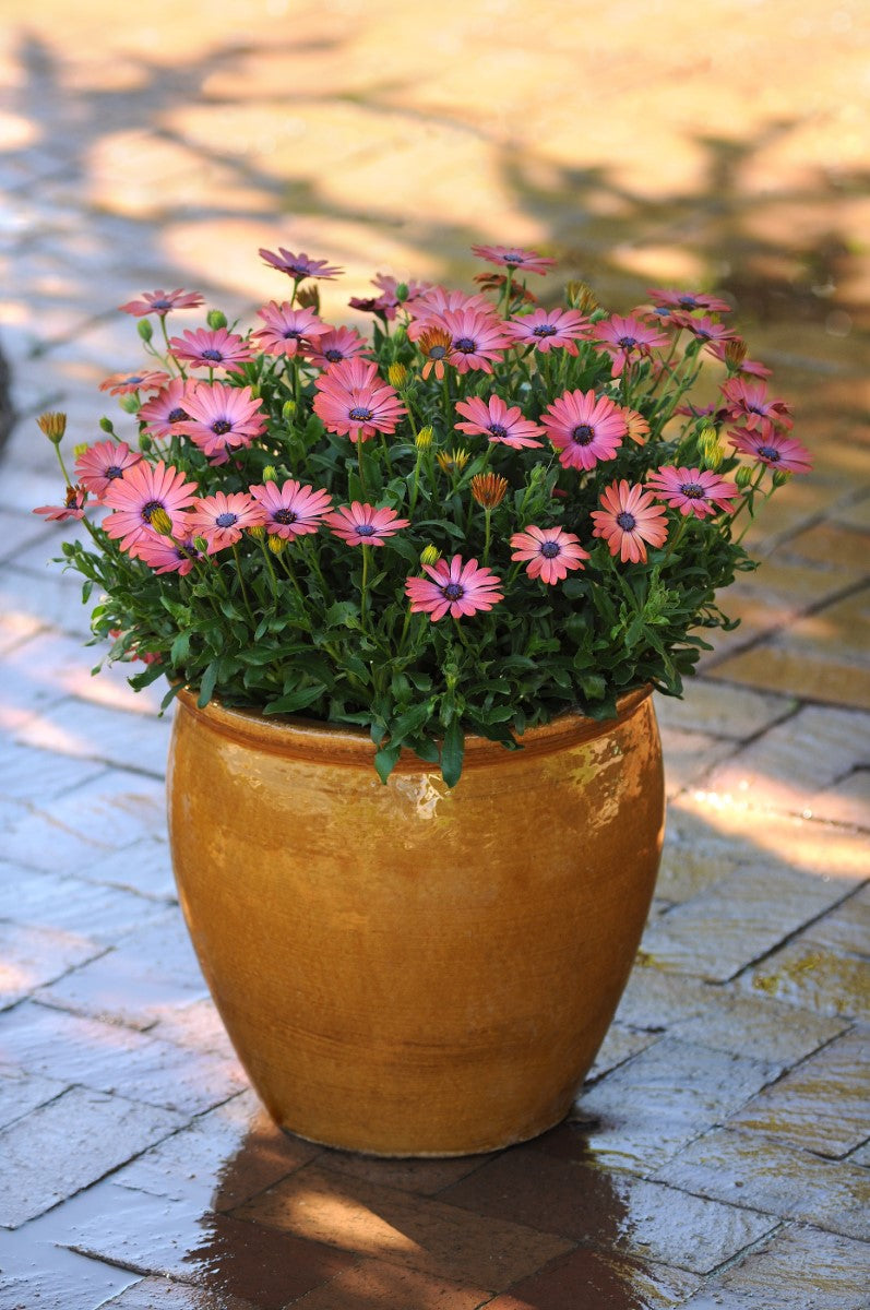 Osteospermum - Serenity™ ROSE MAGIC - African Daisy
