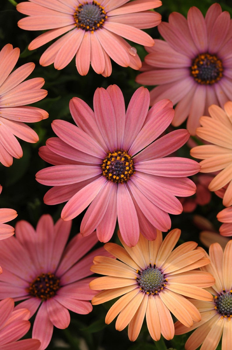 Osteospermum - Serenity™ ROSE MAGIC - African Daisy