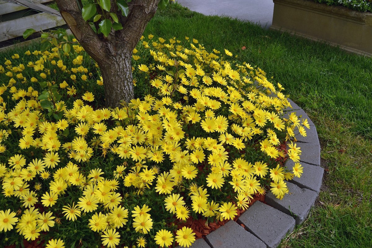Osteospermum - VOLTAGE YELLOW - African Daisy 'Balvoyelo' PBR