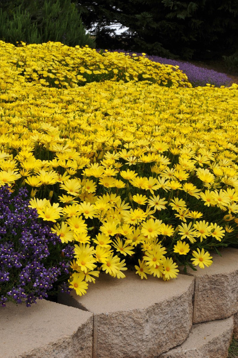 Osteospermum - VOLTAGE YELLOW - African Daisy 'Balvoyelo' PBR