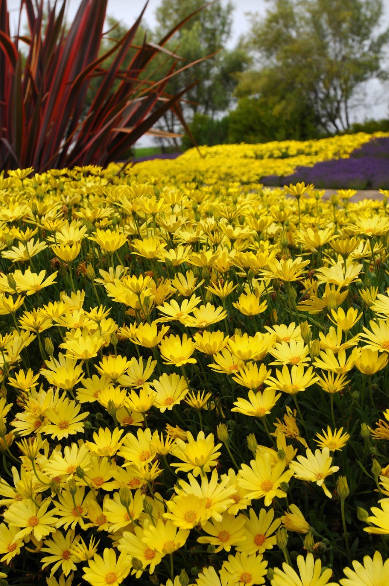 Osteospermum - VOLTAGE YELLOW - African Daisy 'Balvoyelo' PBR