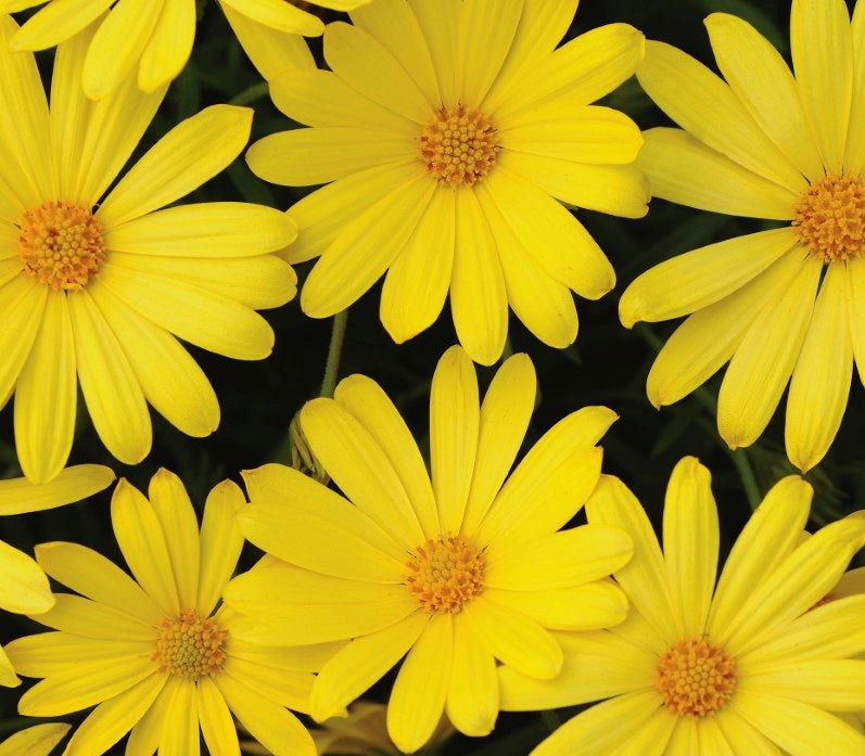 Osteospermum - VOLTAGE YELLOW - African Daisy 'Balvoyelo' PBR
