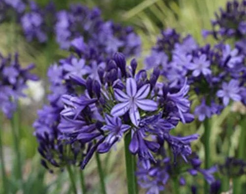 Agapanthus - BUCCANEER™ - Lily of the Nile 'AMDB002' PBR