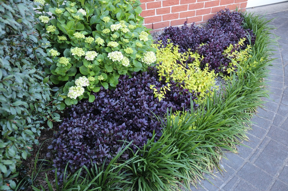 Alternanthera dentata - LITTLE RUBY™ - Ruby Leaf 'LRU30' PBR