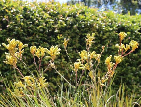 Anigozanthos - EVERLASTING MEGA GOLD™ 'KP03' PBR - Kangaroo Paw