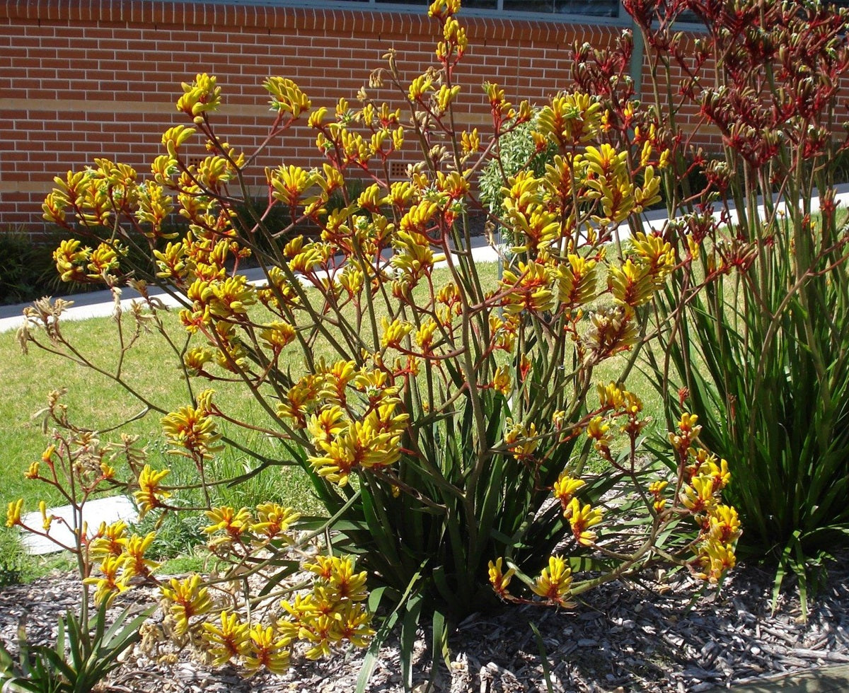 Anigozanthos - GOLD VELVET - Kangaroo Paw 'Gold Velvet' PBR
