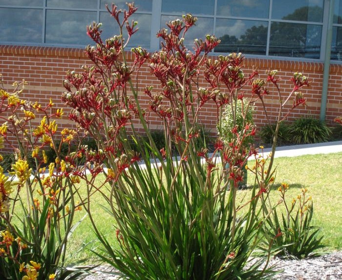 Anigozanthos - REGAL VELVET™ - Kangaroo Paw