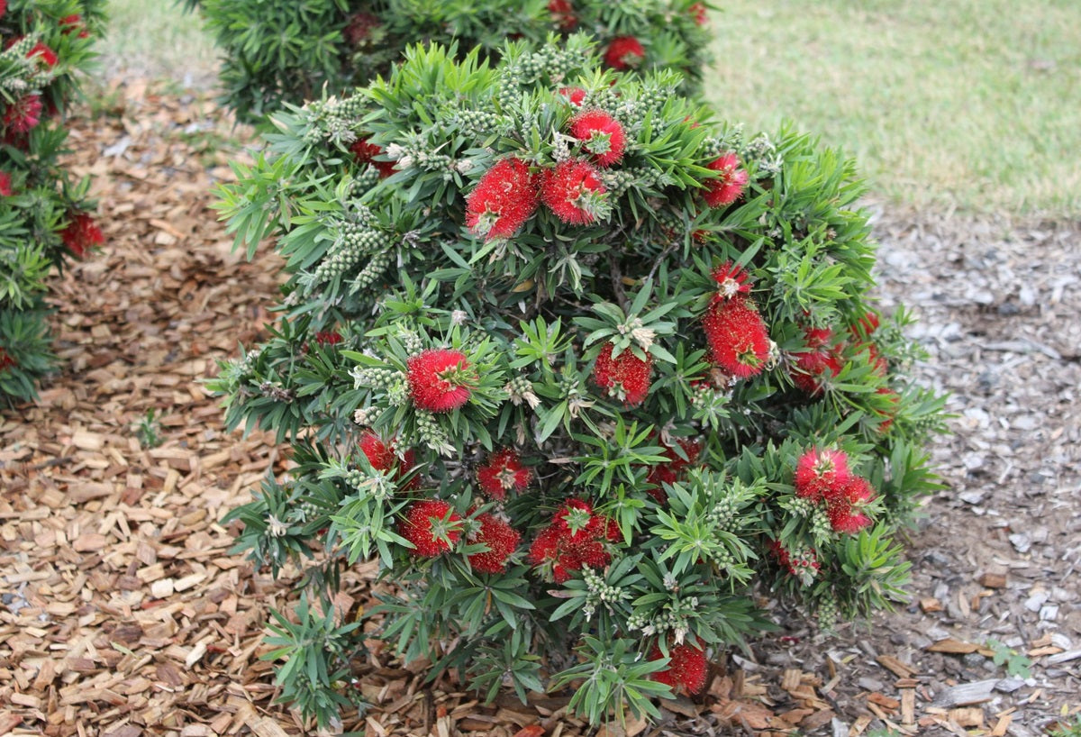 Melaleuca viminalis - GREEN JOHN™ - Weeping Bottlebrush 'LJ23' PBR