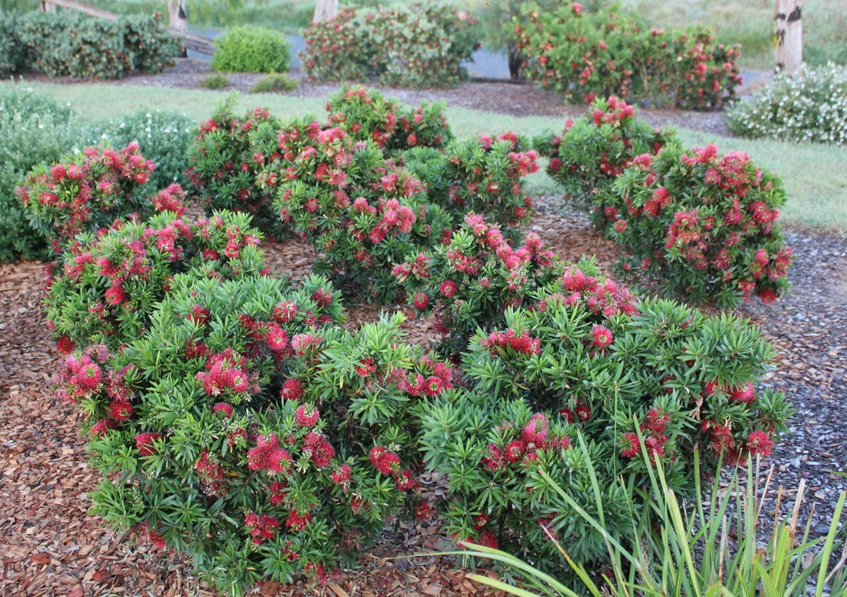 Melaleuca viminalis - GREEN JOHN™ - Weeping Bottlebrush 'LJ23' PBR