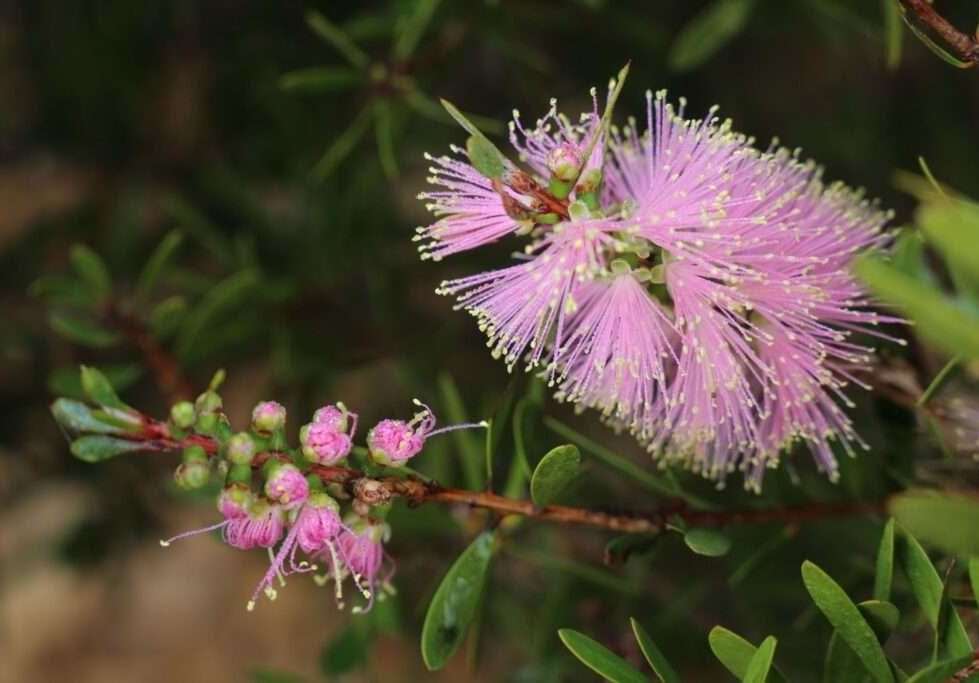 Melaleuca - SWEET BURST™ - Bottlebrush 'CNU15' PBR