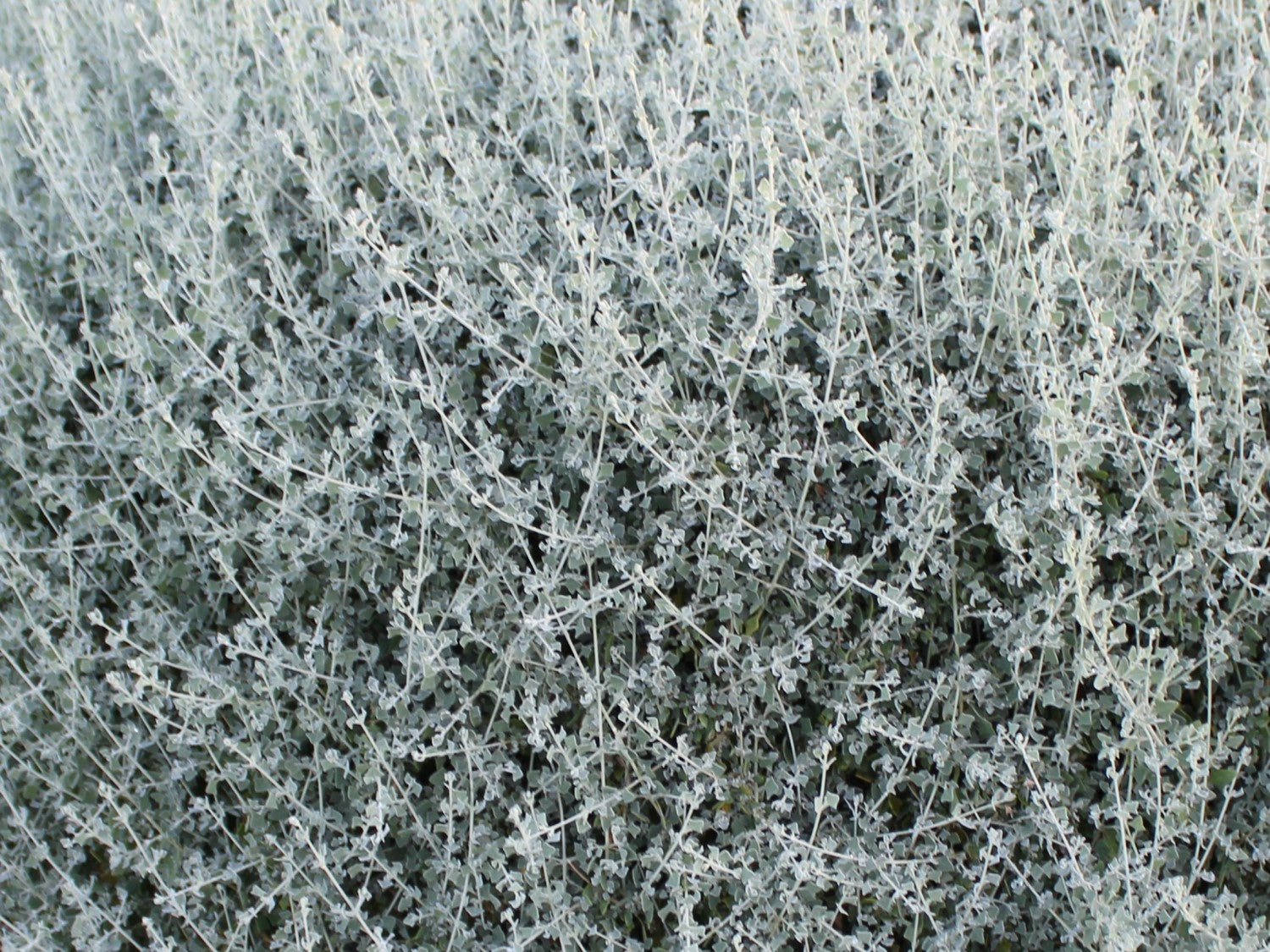 Chenopodium spinescens - AUSSIE HEDGE BUSH™ - Spiny Saltbush 'SAB02' PBR