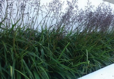 Dianella caerulea - LUCIA™ - Blue Flax Lily 'DC101' PBR