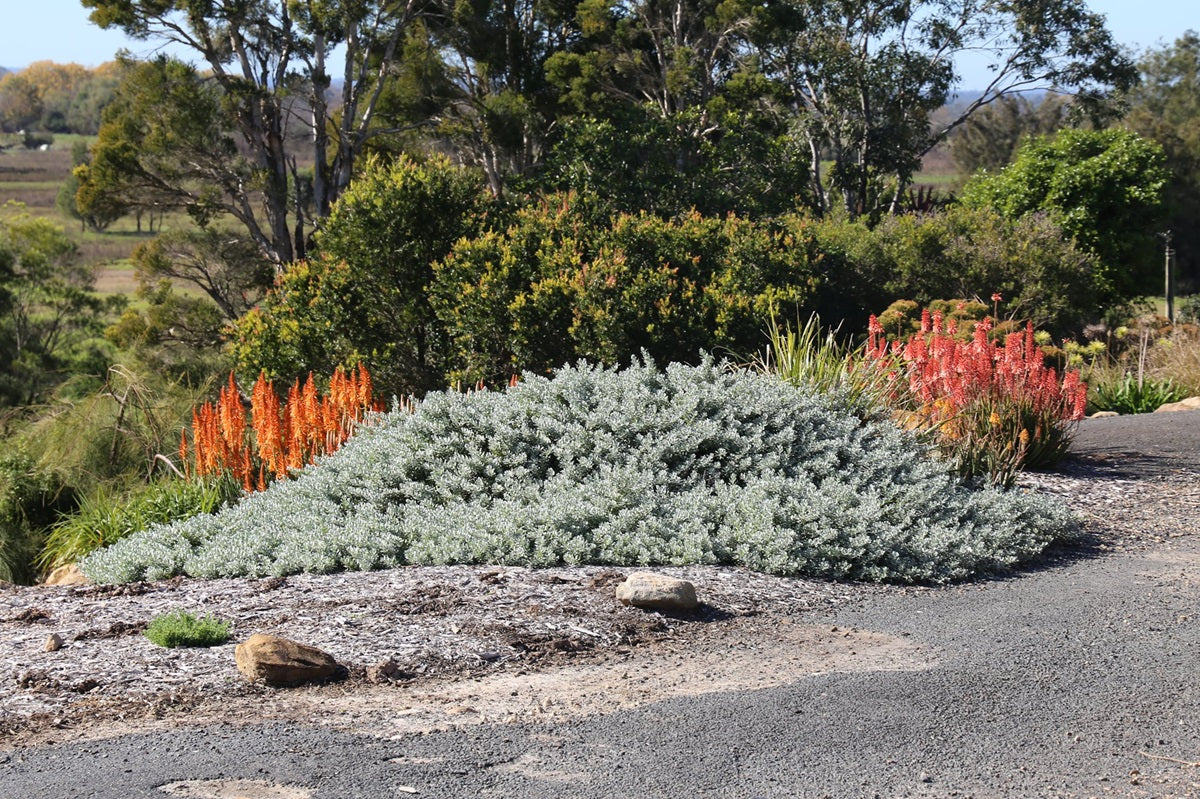 Eremophila glabra - BLUE HORIZON™ - Emu Bush 'EREM1' PBR