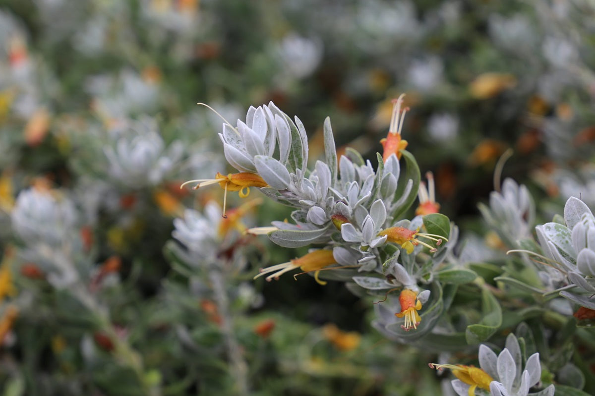 Eremophila glabra - BLUE HORIZON™ - Emu Bush 'EREM1' PBR