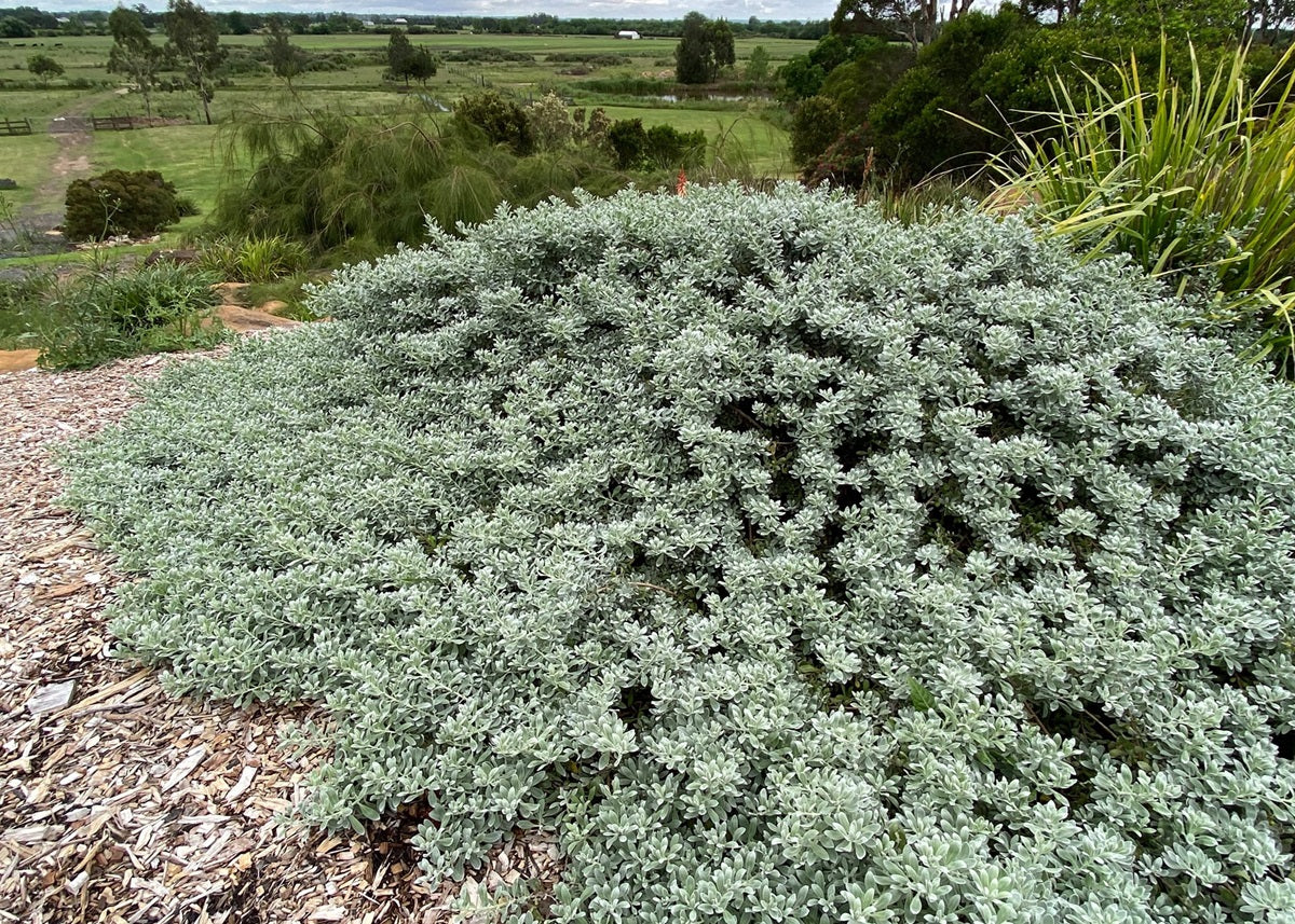 Eremophila glabra - BLUE HORIZON™ - Emu Bush 'EREM1' PBR