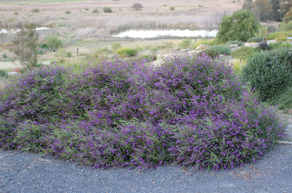 Hardenbergia violacea - MEEMA™ - Native Sarsparilla 'HB1' PBR