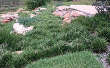 Liriope muscari - ISABELLA® - Blue Lily Turf 'LIRF' PBR