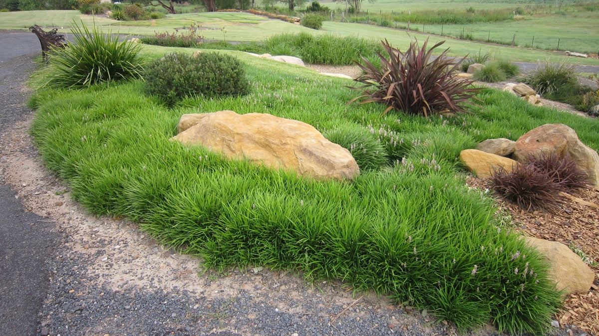 Liriope muscari - ISABELLA® - Blue Lily Turf 'LIRF' PBR