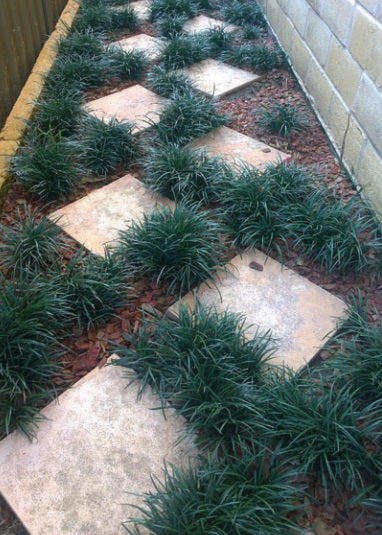 Liriope muscari - ISABELLA® - Blue Lily Turf 'LIRF' PBR