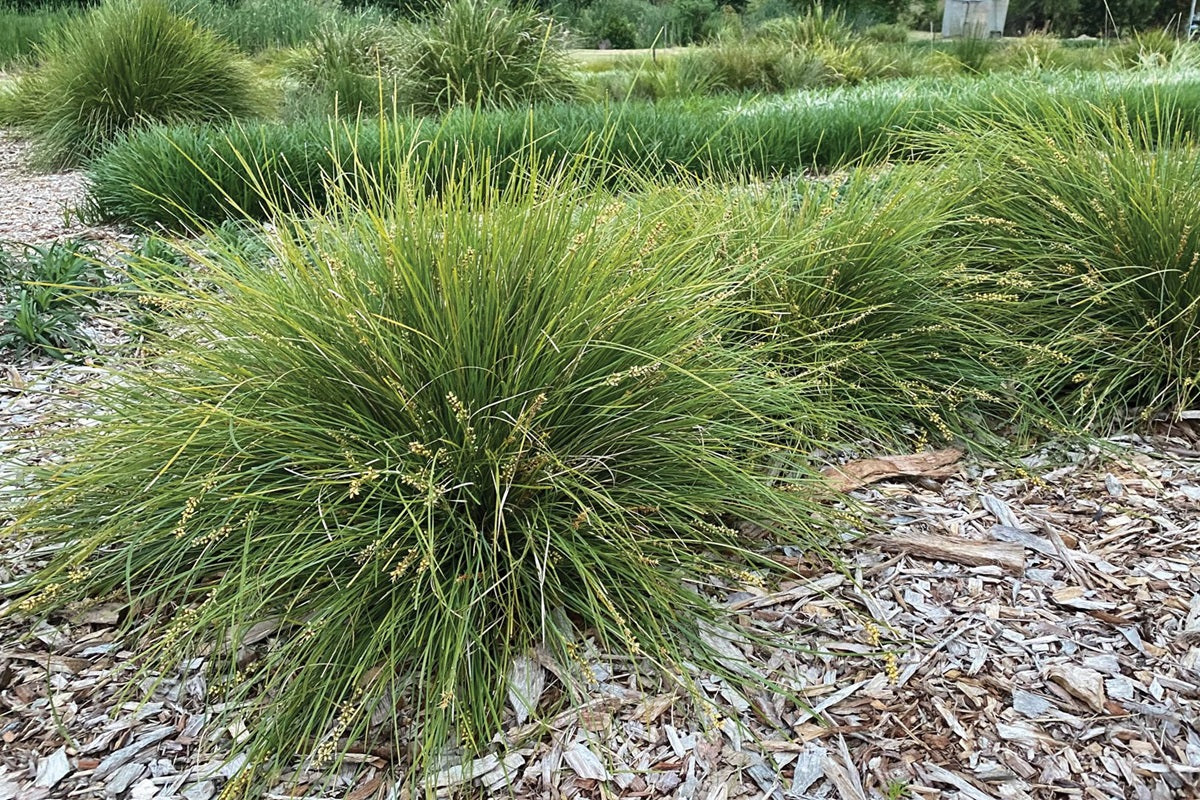 Lomandra - EVERGREEN BABY™ - Mat-Rush 'LM600' PBR
