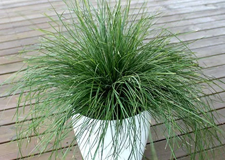 Lomandra - EVERGREEN BABY™ - Mat-Rush 'LM600' PBR
