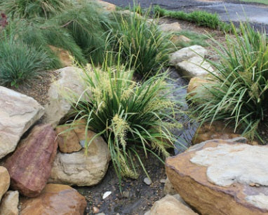 Lomandra hystrix - KATIE BELLES™ - Green Mat-Rush 'LHBYF' PBR
