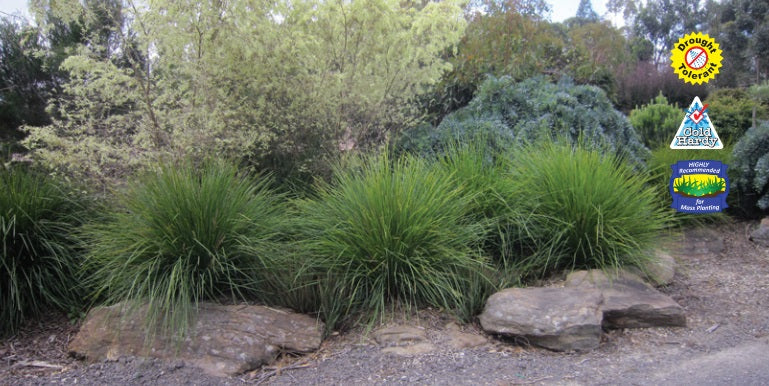 Lomandra longifolia - NYALLA® - Spiny-Head Mat-Rush 'LM400' PBR