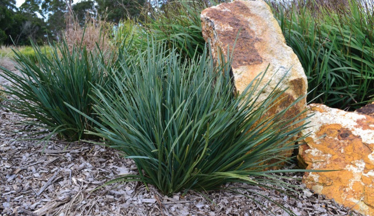 Lomandra filiformis coriacea - SAVANNA BLUE™ - Wattle Mat-Rush 'LMF500' PBR