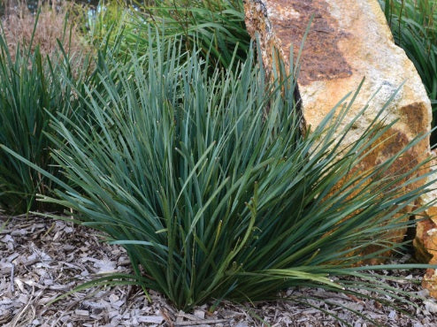 Lomandra filiformis coriacea - SAVANNA BLUE™ - Wattle Mat-Rush 'LMF500' PBR