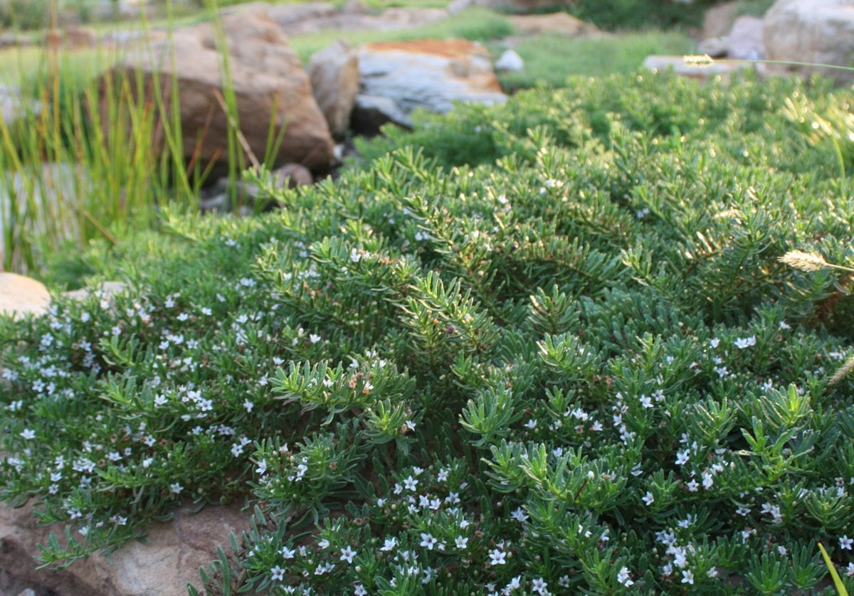 Myoporum parvifolium - YAREENA™ - Creeping Boobialla 'PARV01' PBR
