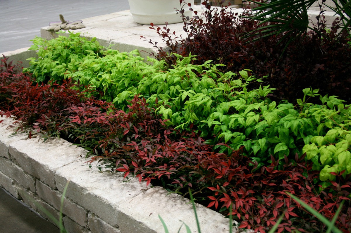 Nandina domestica - FLIRT™ - Sacred Bamboo 'MURASAKI' PBR