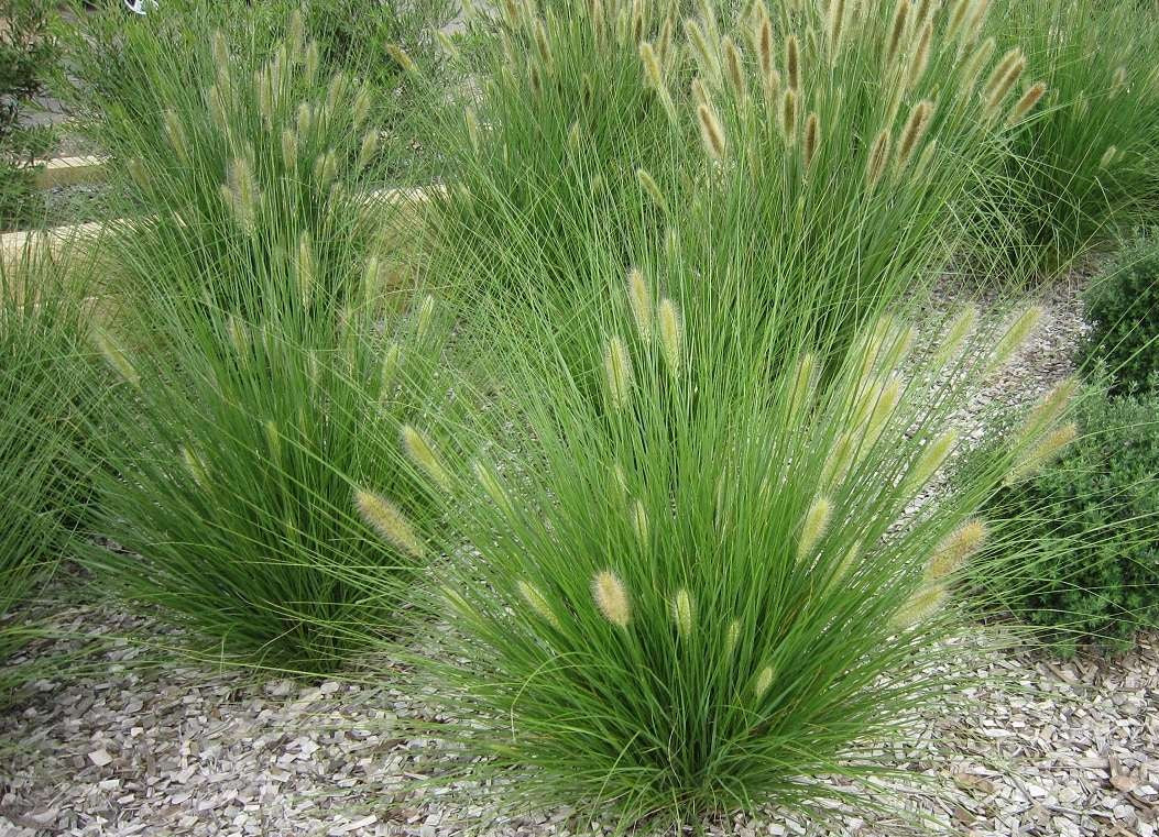 Cenchrus alopecuroides - NAFRAY® - Chinese Fountain Grass 'PA300' PBR