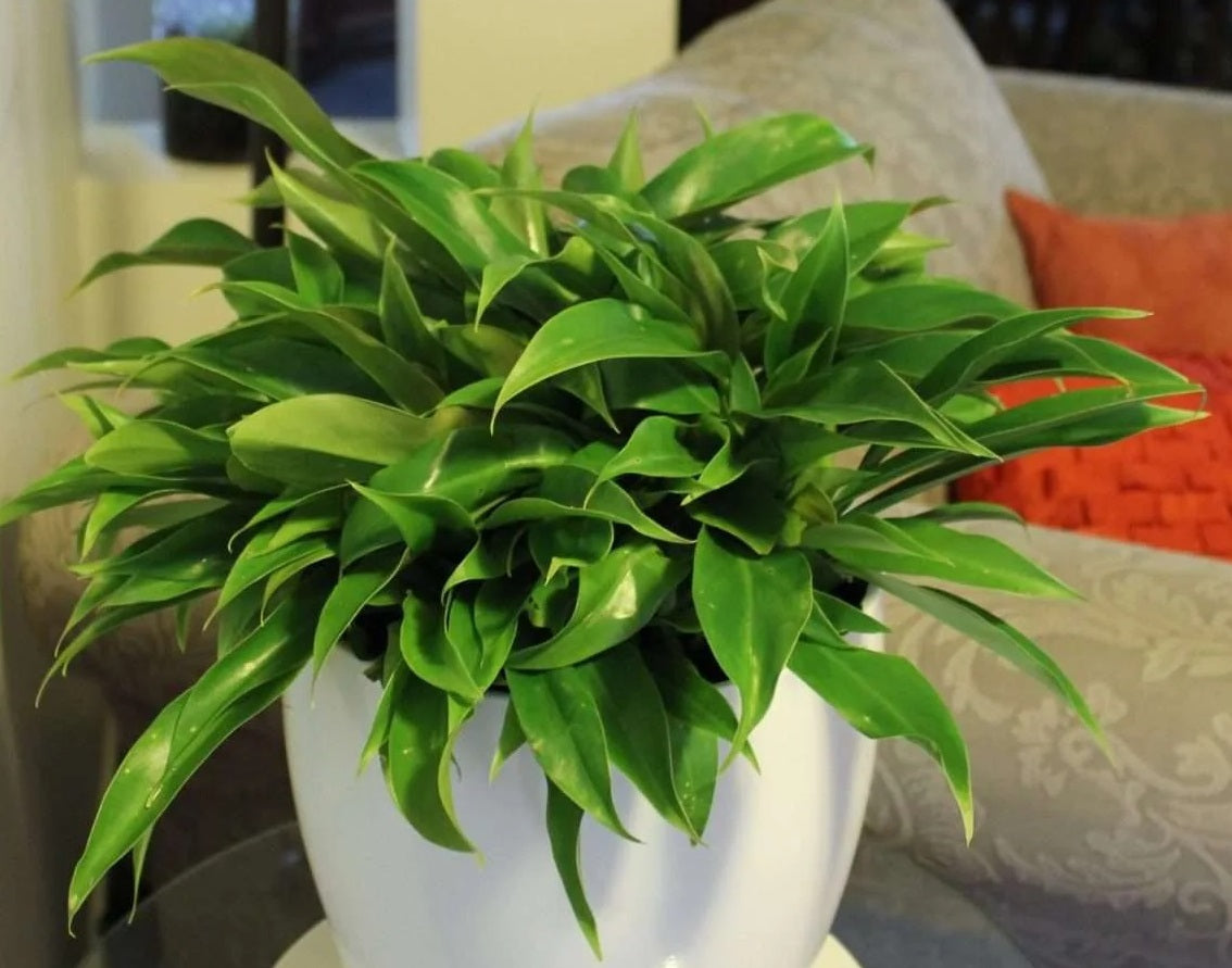 Philodendron - LITTLE PHIL™ 'PHIL01' PBR