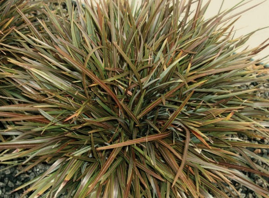 Phormium tenax - CHOCOMINT MIST™ - New Zealand Flax 'PHOS4' PBR
