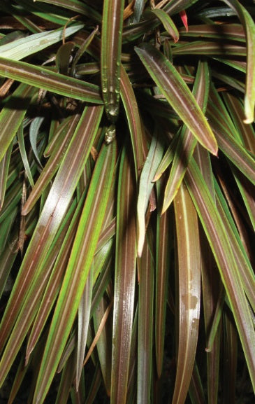 Phormium tenax - CHOCOMINT MIST™ - New Zealand Flax 'PHOS4' PBR