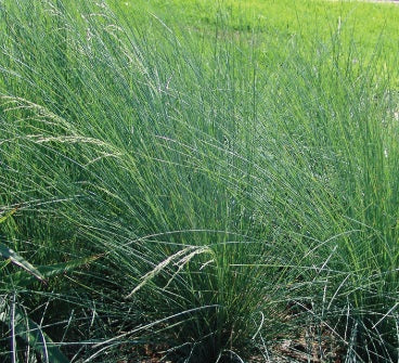 Poa poiformis - KINGSDALE™ - Coast Tussock Grass 'PP500' PBR