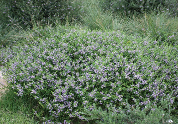 Scaevola humilis - PURPLE FUSION™ - Sandplain Fan-Flower 'PFS100' PBR