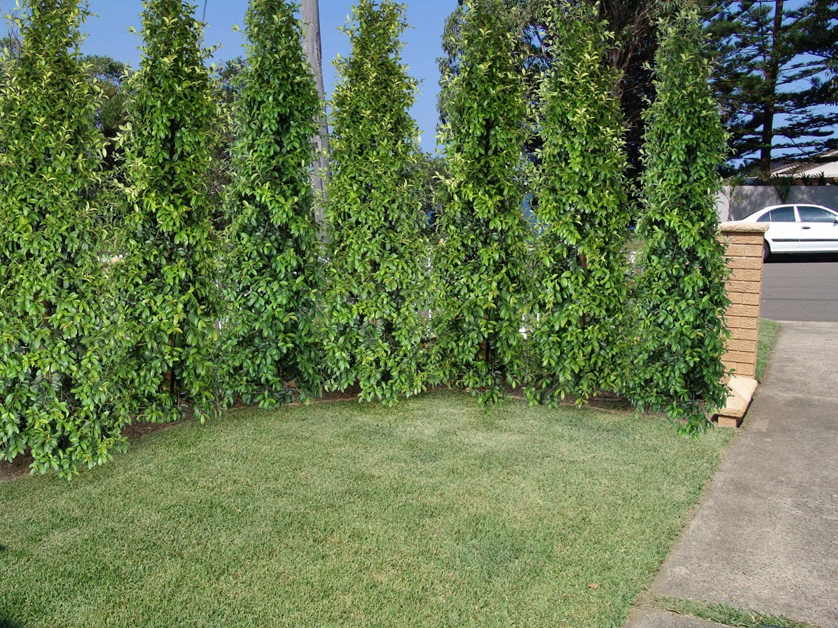 Syzygium australe - STRAIGHT AND NARROW™ - Lilly Pilly 'SAN01' PBR