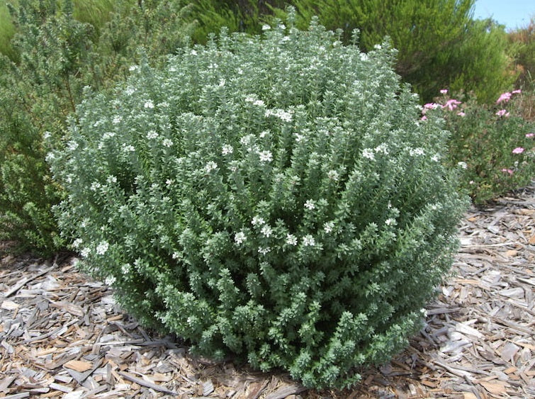 Westringia fruticosa - GREY BOX™ - Coastal Rosemary 'WES04' PBR