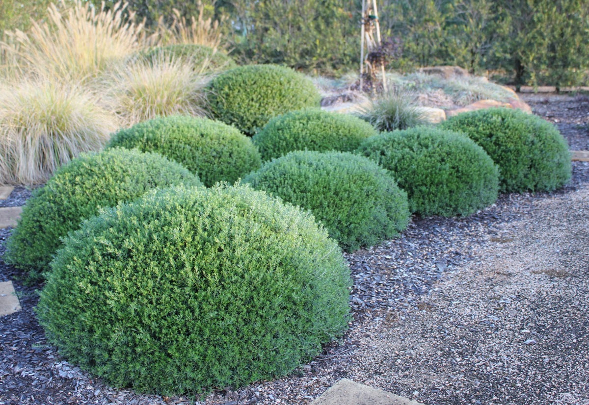 Westringia fruticosa - MUNDI™ - Coastal Rosemary 'WES05' PBR