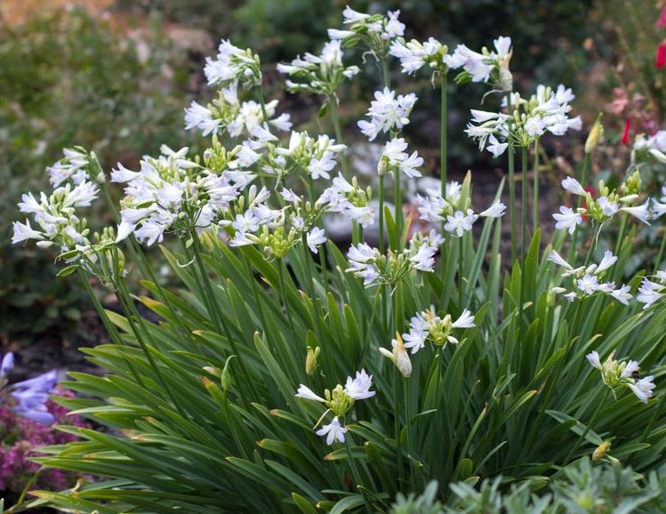 Agapanthus - SILVER BABY - Lily of the Nile