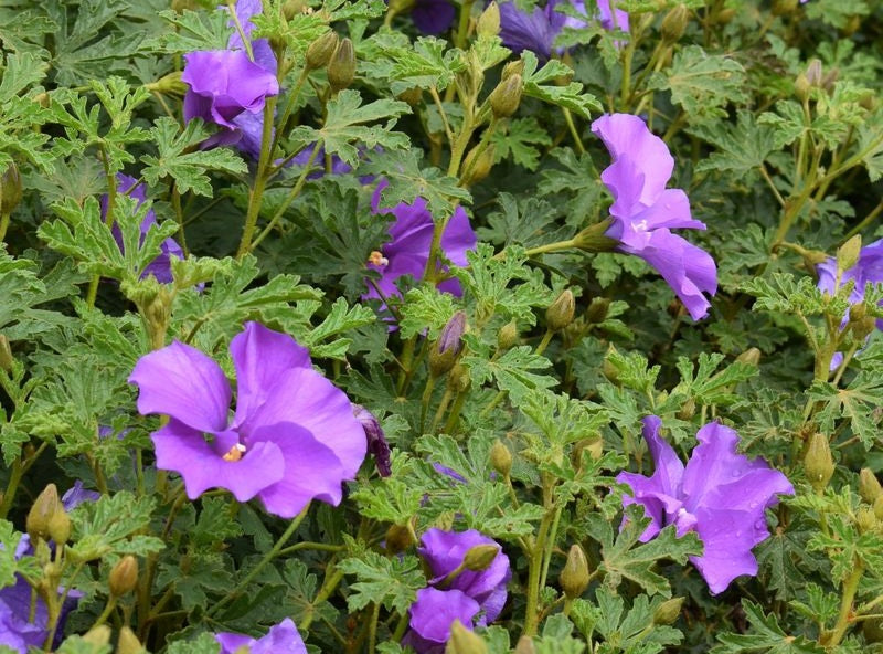 Alyogyne huegelii - WEST COAST GEM - Native Hibiscus
