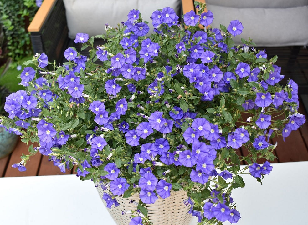 Convolvulus sabatius mauritanicus - NEW BLUE MOON - Rock Bindweed 'New Blue Moon' PBR