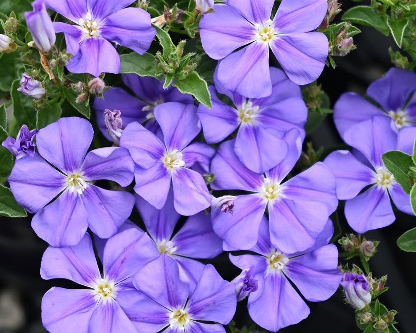 Convolvulus sabatius - STARRY MOON - Rock Bindweed 'IB 111-1' PBR