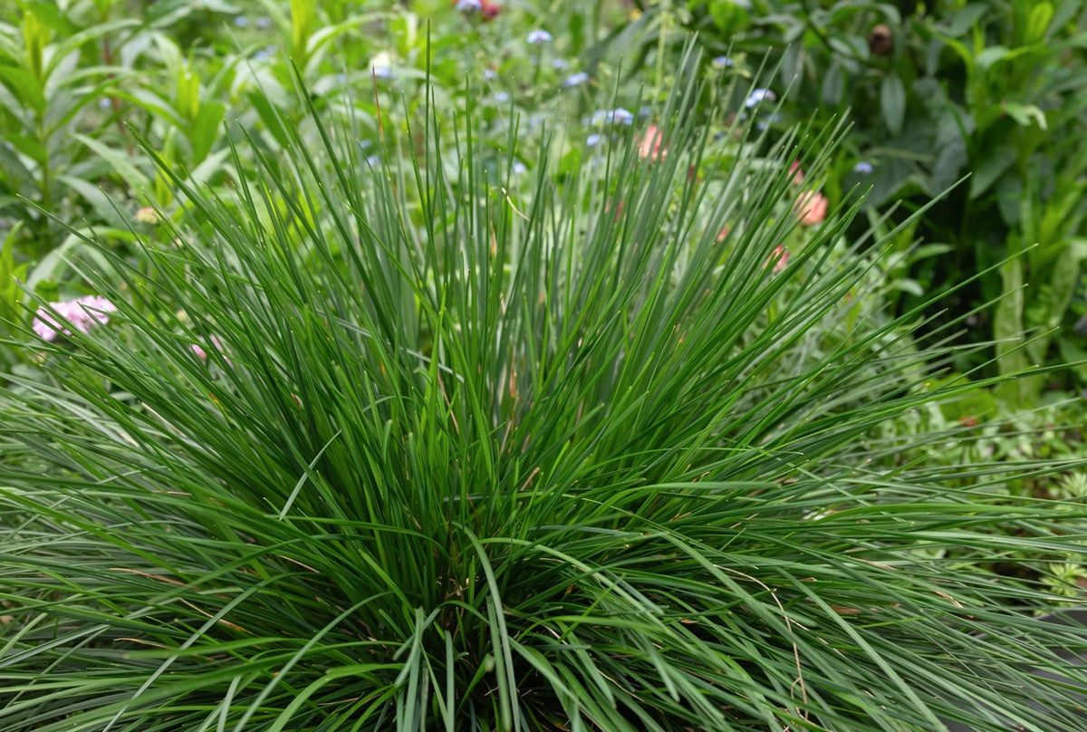 Deschampsia cespitosa - TOP KNOT EMERALD - Tussock Grass